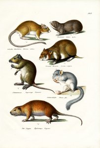 Blindmuis, 1824